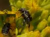 Bruchus sp.